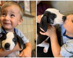 Boy With Cleft Lip Finds Comfort In Shelter Dog With Same Birth Defect