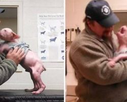 Pit Bull Puppy Clinging to Life Is Overjoyed When He Reunites With Dad Who Rescued Him