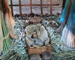 Woman Passing By Nativity Scene Notices A Stray Puppy Sleeping In The Manger