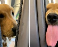 Puppy Entertains Passengers Behind Him After Getting Bored From Flight
