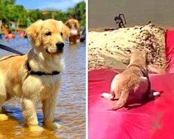 Puppy Falls In Love With Beach Waterslide & Demands To Have His Own Turn Too