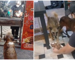 Kindhearted Restaurant Owner Prepares A Free Meal For Every Stray Dog Who Visits