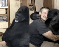 Robin Williams Made Gorilla Laugh For 1st Time In 6 Months After Death Of Her Childhood Playmate