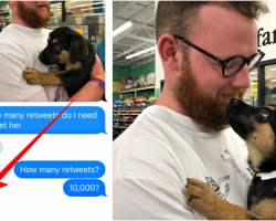 Mom Tells Son They Can Only Adopt Puppy If A Million People Convince Her She Should