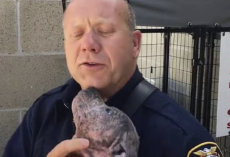 Puppy Is Sad At Shelter, Until She Reunites With The Firefighter Who Saved Her From Abuse