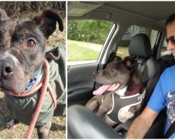 Shelter Volunteer Fulfills 5-Year Mission to Help His Favorite Dog Find a Forever Home