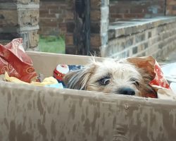 A Dog Is For Life, Not Just For Christmas