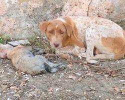 Mama Pleaded With Her Eyes As She Lay Beside Her Helpless Pup