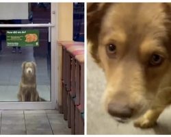 Stray Dog Shows Up Every Night To A Subway Sandwich Shop For Her Free Meal