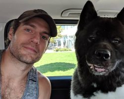 Superman Actor Henry Cavill Opens Up About His Dog ‘Saving’ Him From Mental Health Struggles