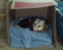 Woman Gives Elderly Possum A Place To Stay In Her Garage