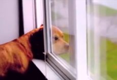 After This Video, I’ll Never Look At Dogs The Same Way Again