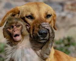 Dog Adopts Orphaned Baby Monkey After Locals Poisoned Her Mother