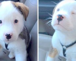 Adorable Puppy Hiccups For The First Time, Panics And Tries To Make It Go Away
