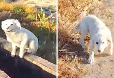 Puppy Dumped By Owner In Middle Of Nowhere, Chases A Jogger & Begs To Be Rescued