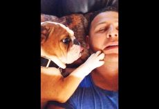 Bulldog Puppy Creeps Into Dad’s Bed Each Night & Keeps Pestering Him For Kisses