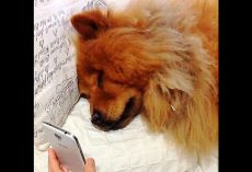 Depressed Dog Crying Out For Her Mother Breaks Down During Video Call