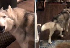Mom Stops Work And Follows ‘Upset’ Husky Around The House Asking Him What’s Wrong