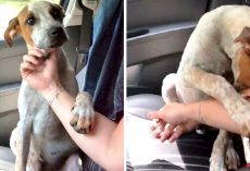 Woman Rescues Dying Chained Up Dog, The Dog Grabs Her Hand To Say “Thank You”