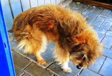 “Ugly” Unwanted Dog Melts In Tears As He Gets Pampered For First Time In His Life