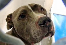 Tears Flow From His Eyes As He Can’t Understand Why Family Left Him In Shelter