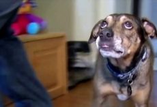 Panic-Stricken Dog Comes Running To Mom At Night And Begs Her To Follow Him