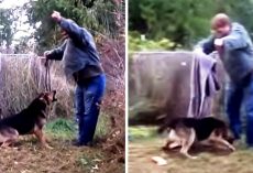 Man Tries To Free Dog Who Was Chained All His Life, But Dog Lunges Right At Him