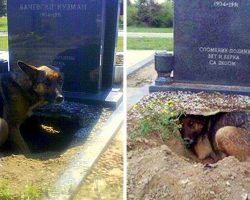 Dog Creates A Huge Hole Under A Grave, But It’s Not For Any Deceased Owner
