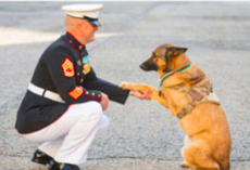 A Retired Search and Rescue Dog Returns to Help Save More Lives