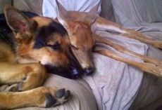 Lost Hope German Shepherd Sarge Find New Life By Saving Orphaned And Abandoned Fawns