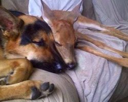 Lost Hope German Shepherd Sarge Find New Life By Saving Orphaned And Abandoned Fawns