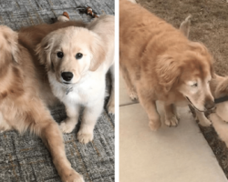 Golden Retriever Gets His Own Angel In The Form Of A Puppy Which Acts As His Guide Dog
