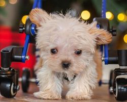 Disabled Puppy Gets Christmas Wish, Saved From Euthanization And This Unexpected Event