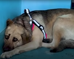 Rescue Dog Hides In The Corner Until The Right Person Comes Along