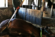 Horse Revives His Stricken Stablemate Who Was About To Be Put Down & Saves Her Life