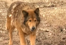 Stray Dog Evades Capture For Years Until Woman Shows Up And Changes Everything