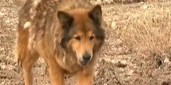 Stray Dog Evades Capture For Years Until Woman Shows Up And Changes Everything