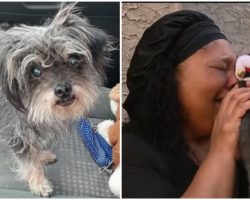Arizona Woman Tearfully Reunites With Long-Lost Dog, Found In California Desert After Two Years
