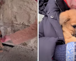 Freezing Puppy Searching for Warmth — Finds a Home and a New Paw-rent