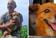This Hotel Dog Saves His Owner’s Life During A Deadly Flood