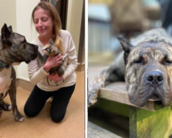 Abandoned Dog Is Given 10% Chance of Survival And A Miracle Happens