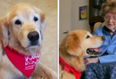 Pringle The ‘Friendship Dog’ Helps Elderly With Vow to End Loneliness