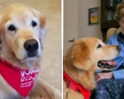 Elderly Are Aided by Pringle the Friendship Dog With A Promise to End Loneliness