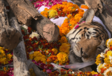 Heartbreaking Pictures Show Funeral Of Legendary “Supermom” Tigress