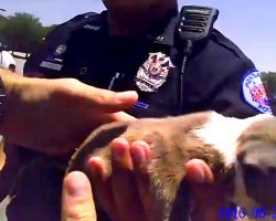 Bodycam Shows Police Officer Smash A Window To Save A Puppy Left In Hot Car