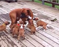 This Boxer Dad Gets Hilarious Taste of Parenthood With His Puppies Around