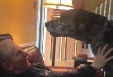 Great Dane’s Furious After Parents Inform Him Of A Change To His Dinner Plans