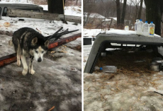 After 15 Years On A Chain In The Worst Conditions, Husky Finally Learns How To Be A Real Dog