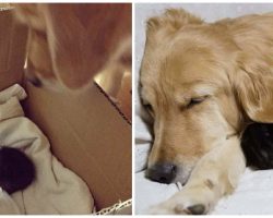 Kitten Was Abandoned By Her Mother — But A Golden Retriever Steps Up To Be Her Best Friend