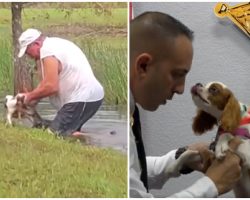 Florida Man Saves Dog From Alligator